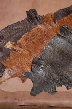 Nile Crocodile Belly